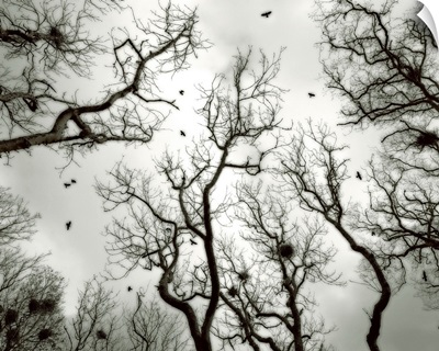 Crow Rookery