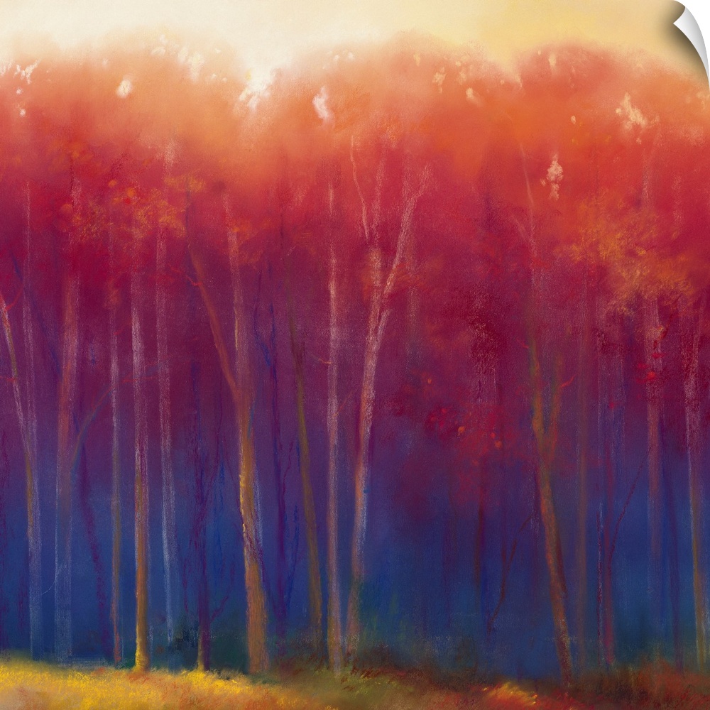 Pastel colors to create a gradient in this landscape of slender tress on the edge of a forest meadow on a square Giclee pr...