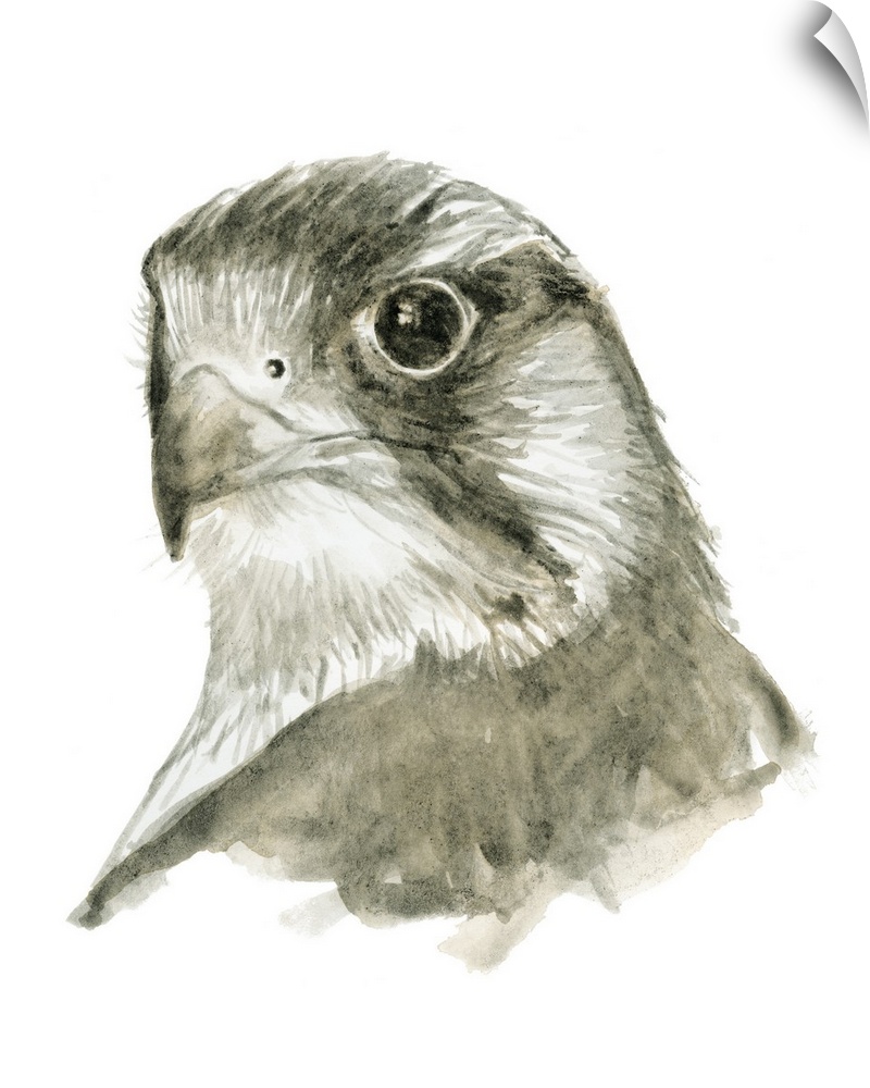 Watercolor painting of a falcon on a solid white background.