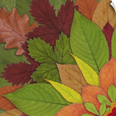 Fall Leaf Mandala 1