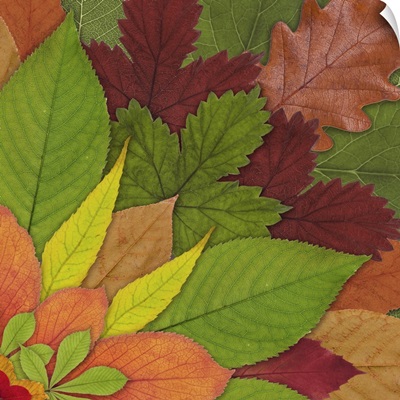 Fall Leaf Mandala 2