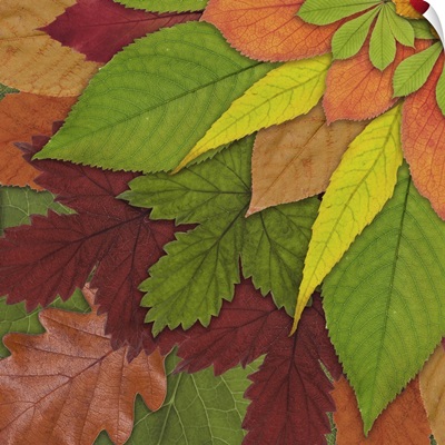 Fall Leaf Mandala 3