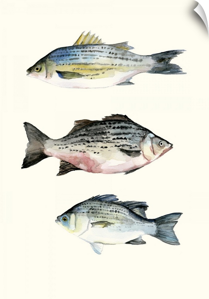 Contemporary watercolor painting of three fish on an off white background.