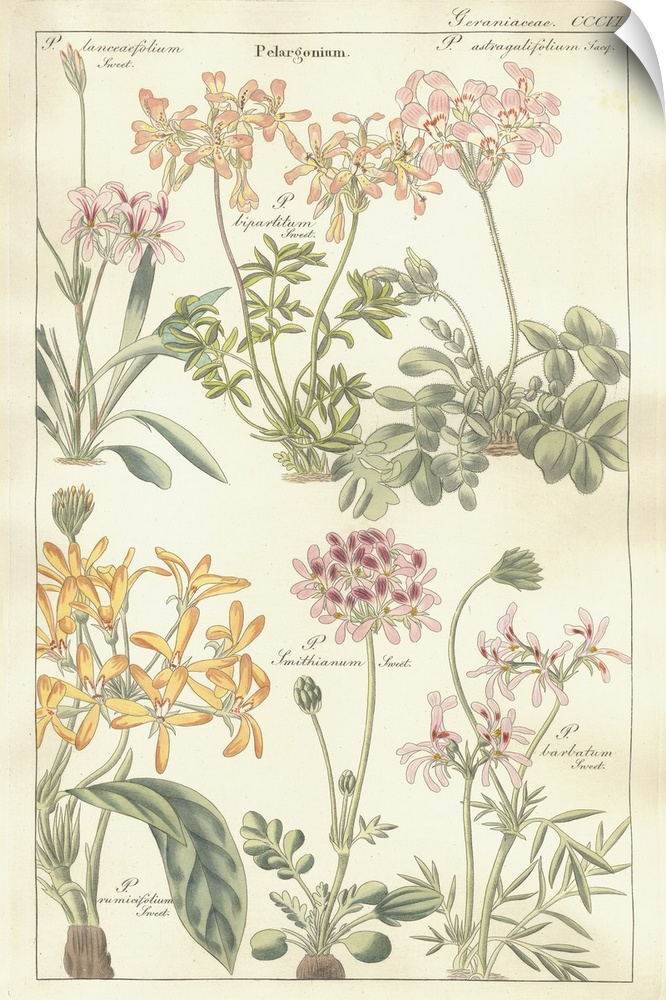 Geraniaceae Plate 306