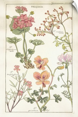 Geraniaceae Plate 319