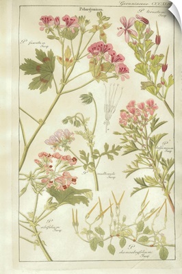 Geraniaceae Plate 323