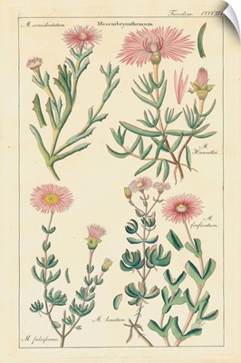 Geraniaceae Plate 4