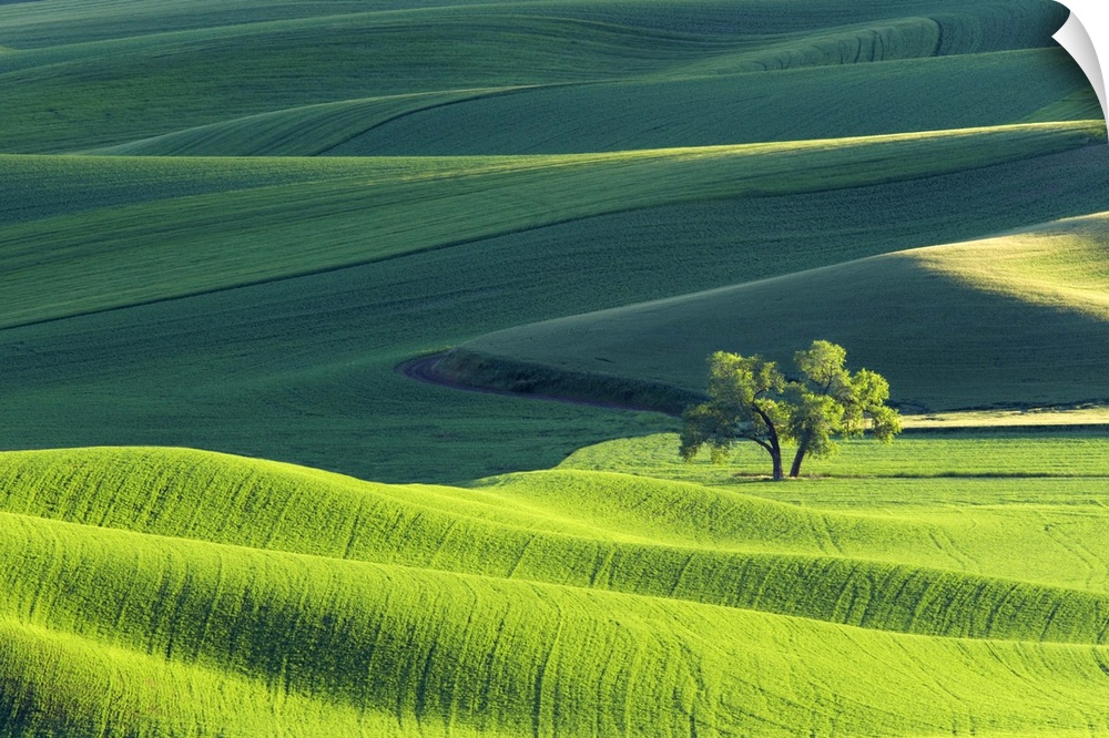 Fine art photo of the rolling green hills of Palouse, Washington.