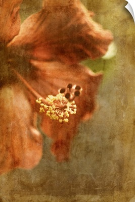 Hibiscus I