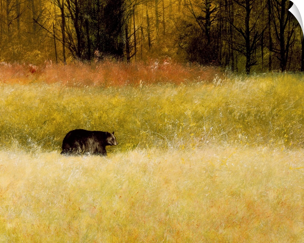 Contemporary painting of a black bear walking on all fours through a field of tall grass.