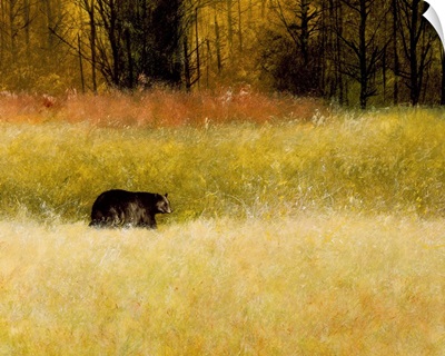 Lone Black bear