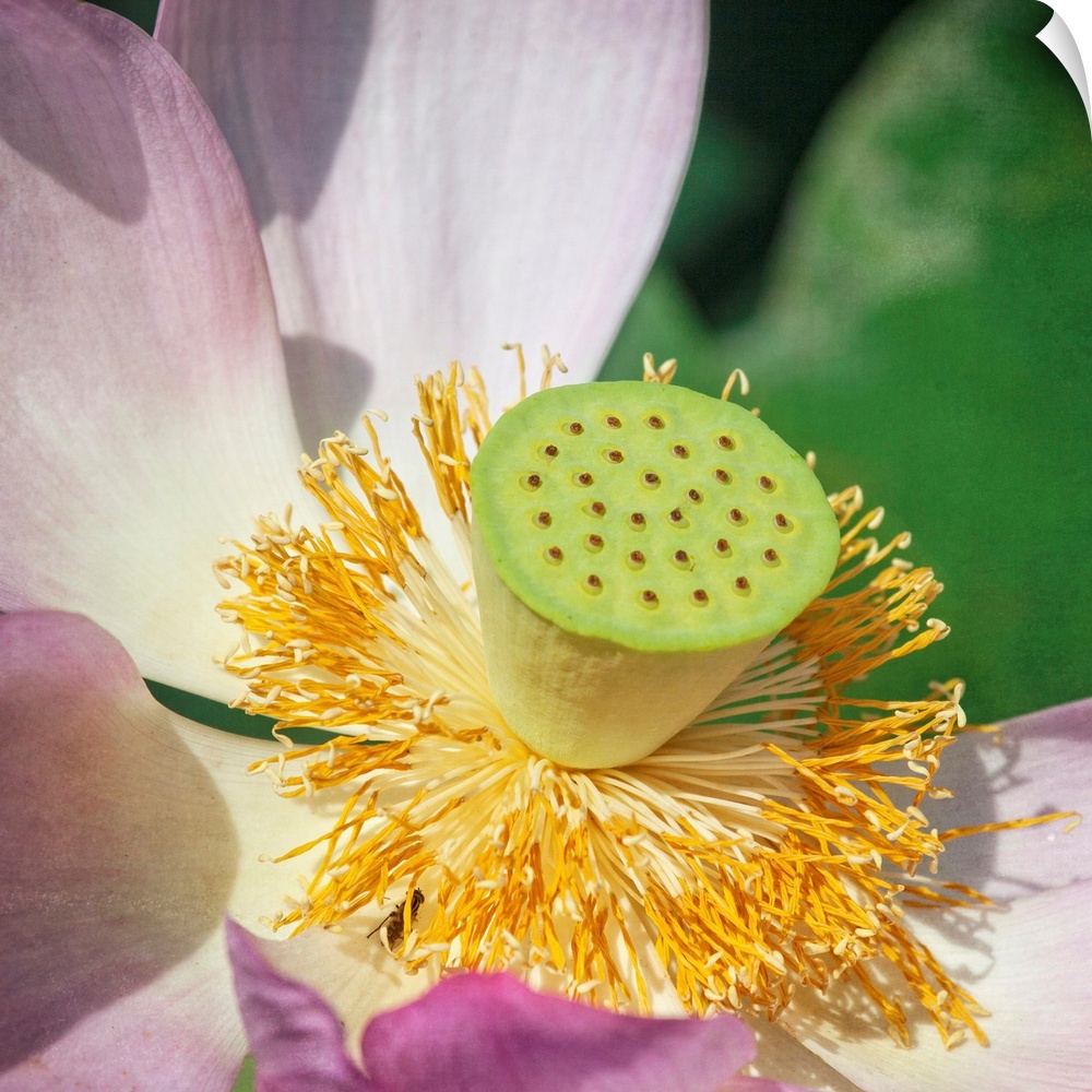 A macro photograph of a lotus lily flower.