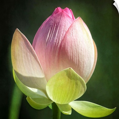 Lotus Lily IV