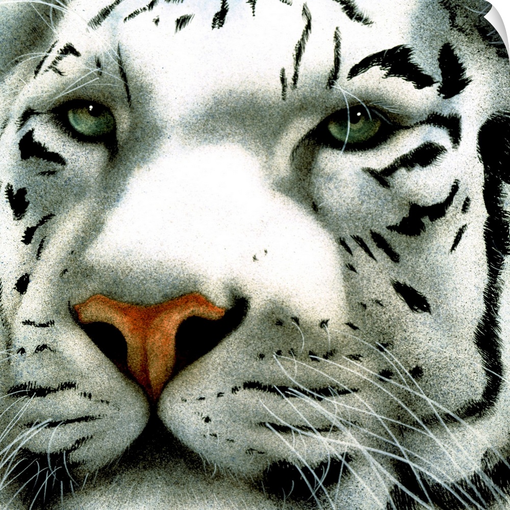 Up-close photograph of a white tiger's face.