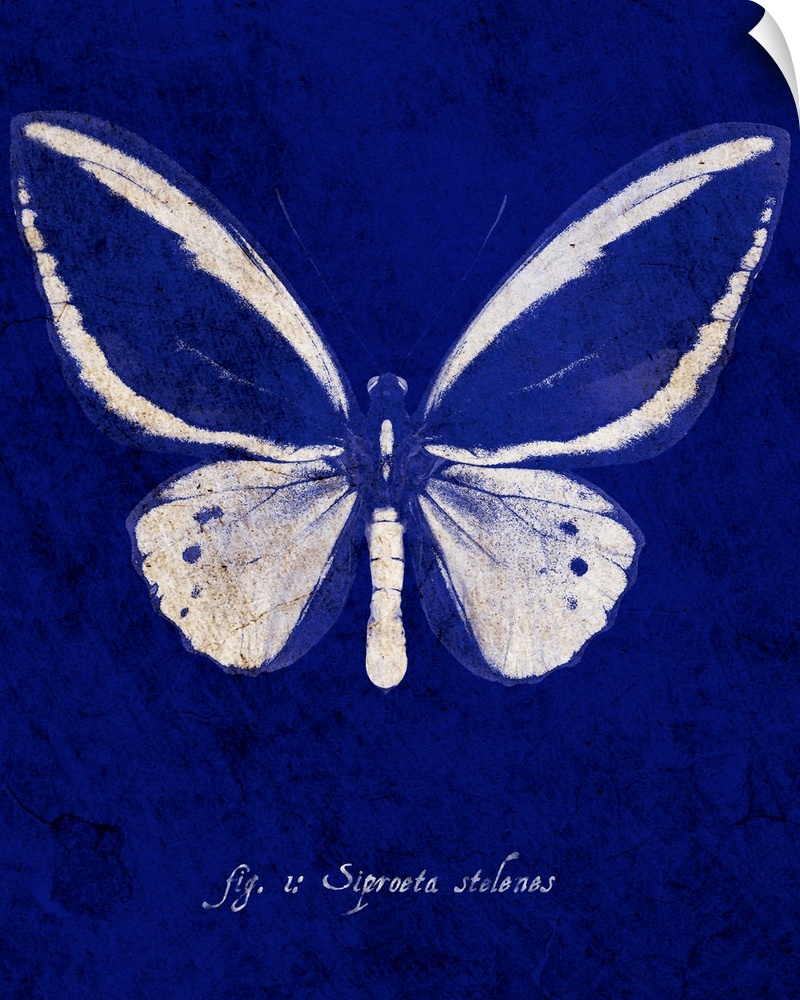 Malachite Butterfly Cyanotype