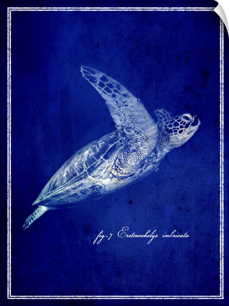 Image of turtle swimming upward.