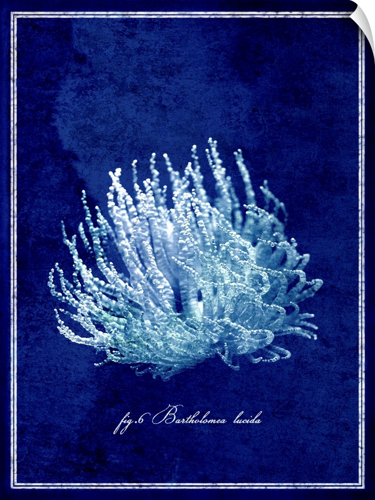 White coral is pictured against a deep blue background.