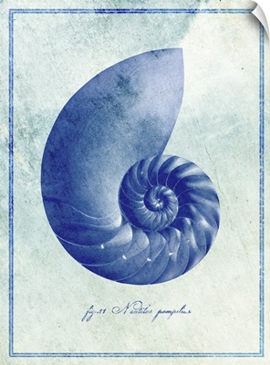 Nautilus Shell II