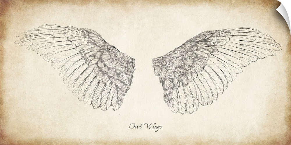 Antique illustration of owl wings.