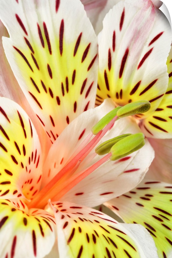 Close up of Peruvian Lily (Sp Alstroemeria).