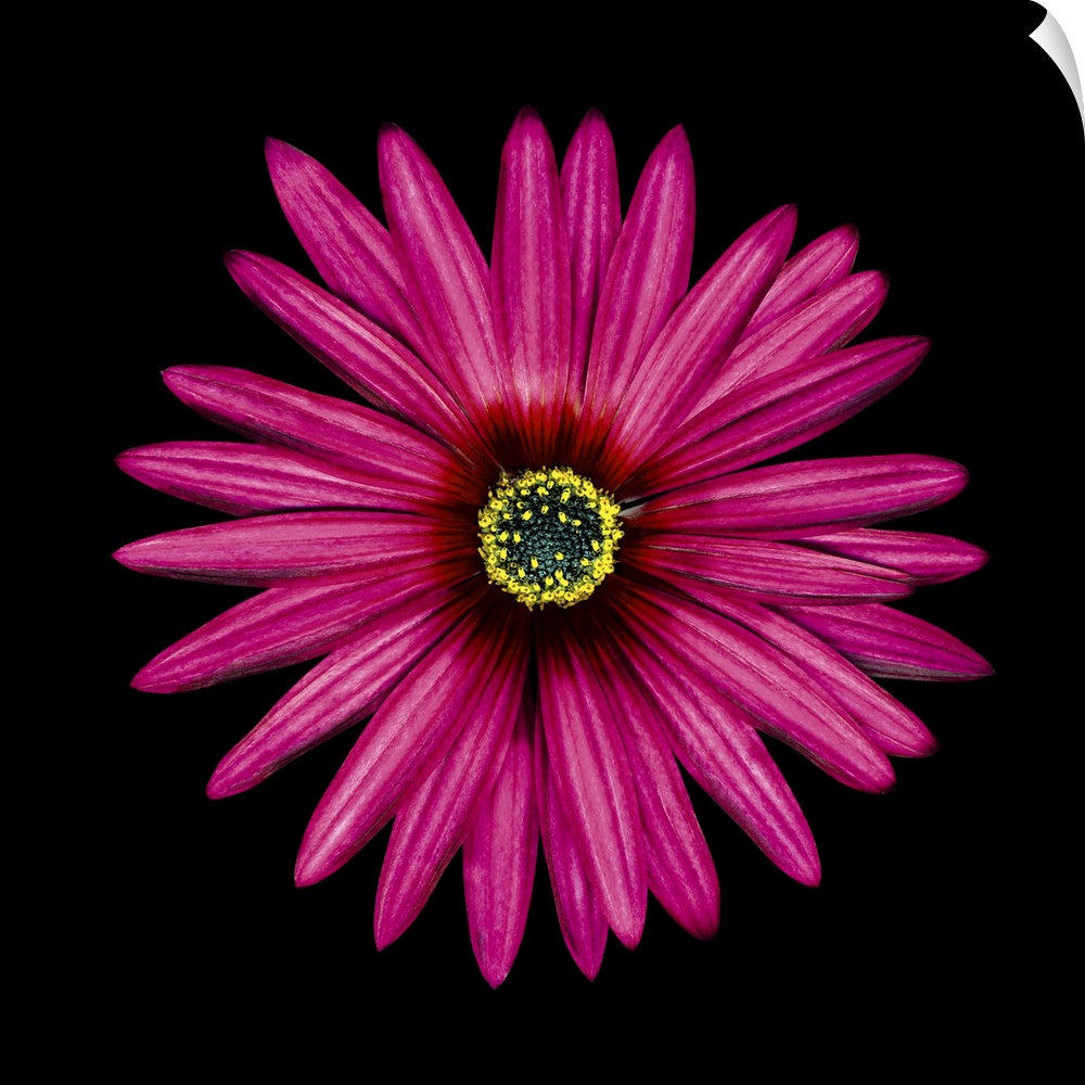 Pink Daisy