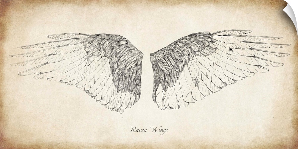 Antique illustration of raven wings.
