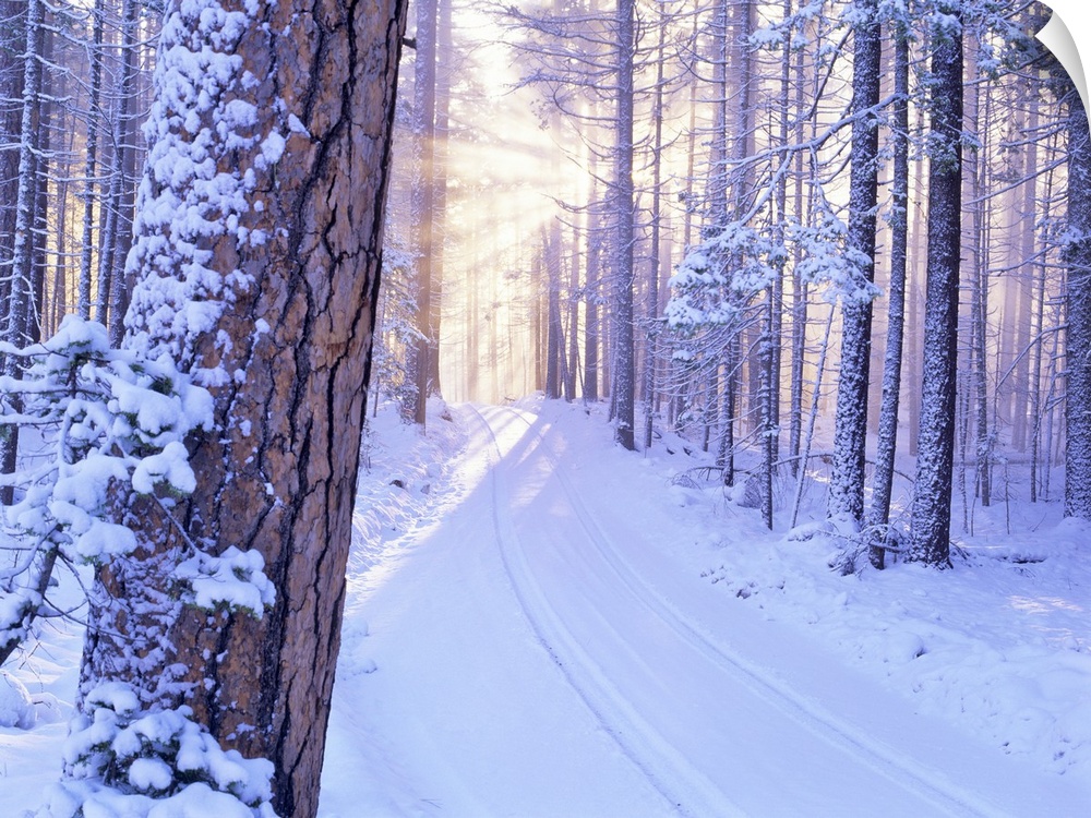 Road in Deschutes National Forest with snow and sunburst. Oregon.