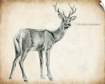 Scientific Deer Sketch I