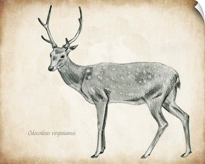 Scientific Deer Sketch II