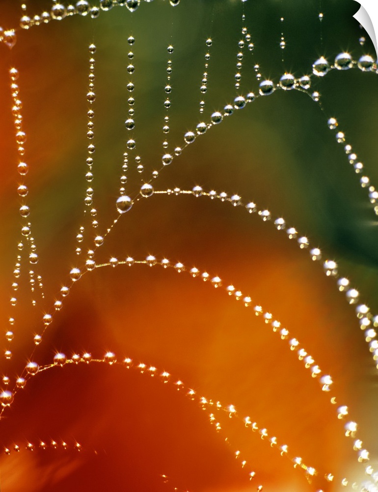 Spider Web - Nature Series 848