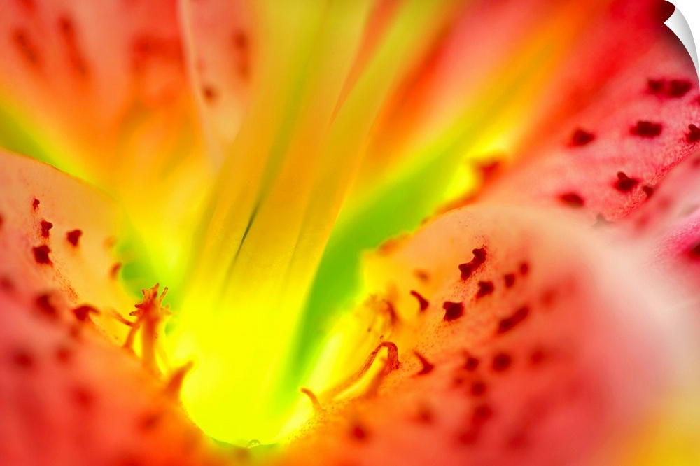 Large, close up landscape photograph of the inside, center and  petals of a star gazer lily flower.