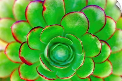 Succulent - Color 85