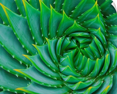 Succulent Swirl