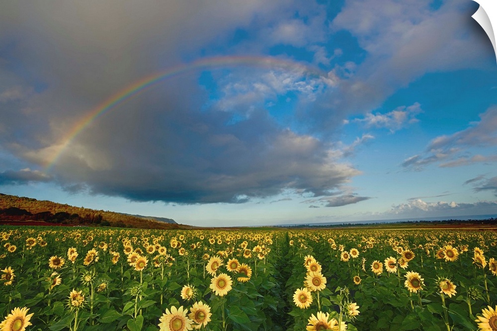 A rainbow in a cloudy sky over a field of sunflowers.