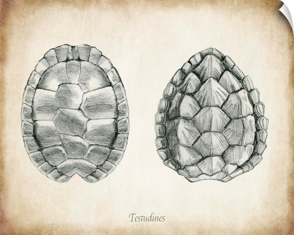 Vintage illustration of two turtle shells.