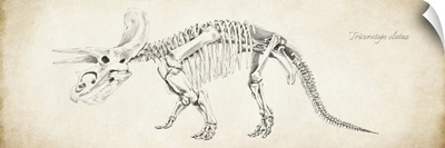 Triceratops elatus