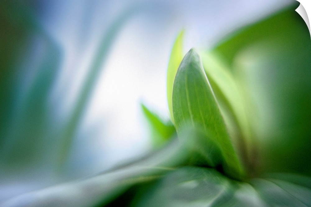 Vegetation is photographed closely with only a small part kept in focus and everything surrounding it blurred.