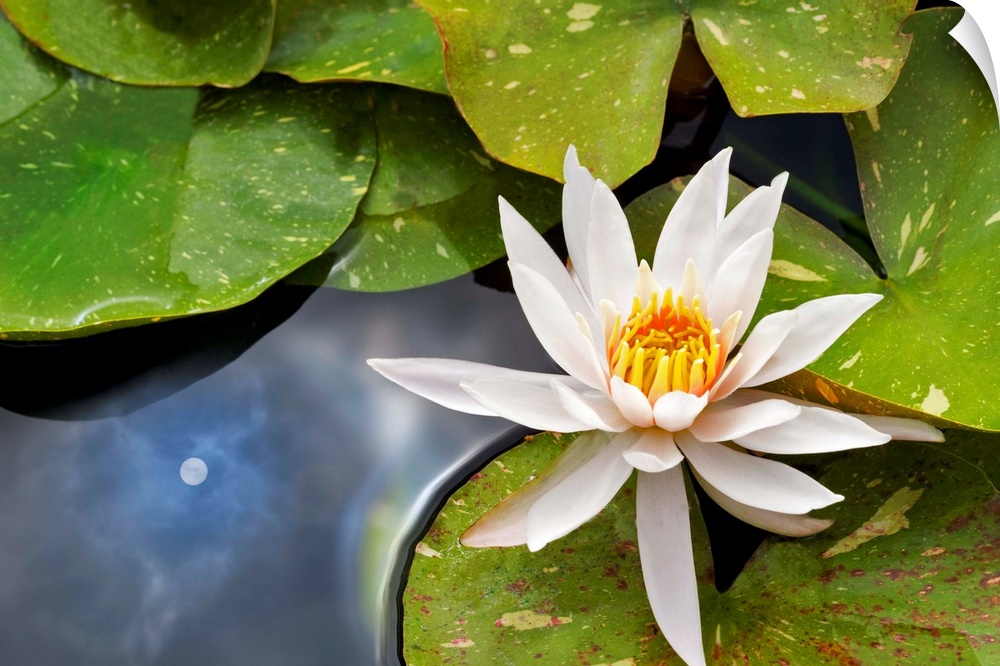 Close up image of a white waterlily and leaves floating on the water.