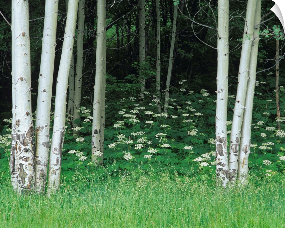 An image of white cow parsnip flowers  along the forest of aspen trees.