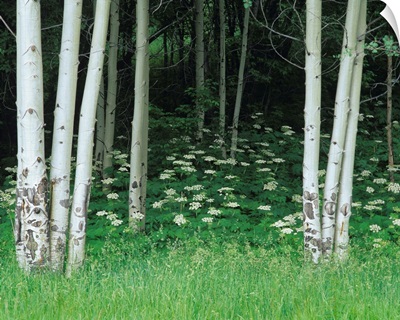 White Cow Parsnip Flowers under Aspen Trees