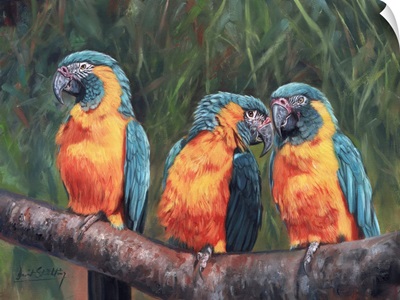 3 Macaws