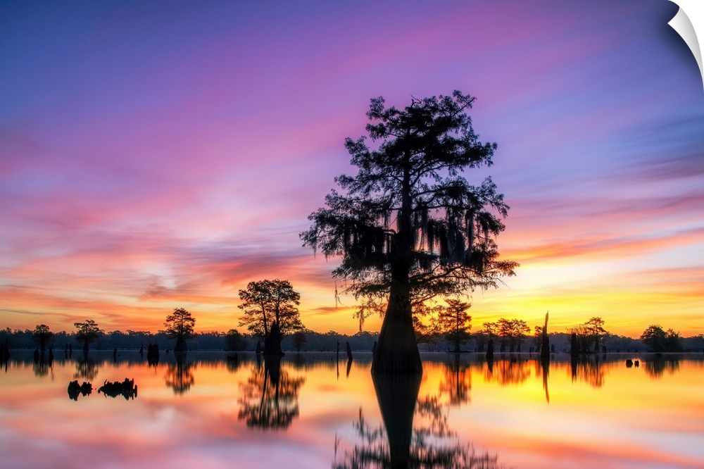 The sky above Louisiana's Henderson Swamp glows minutres before sunrise. This amazing swamp, which lies between Baton Roug...