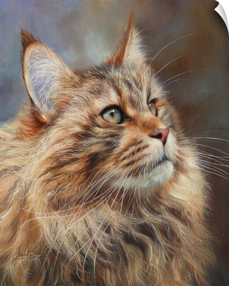 A beautiful Main Coon Cat. Originally oil on canvas.