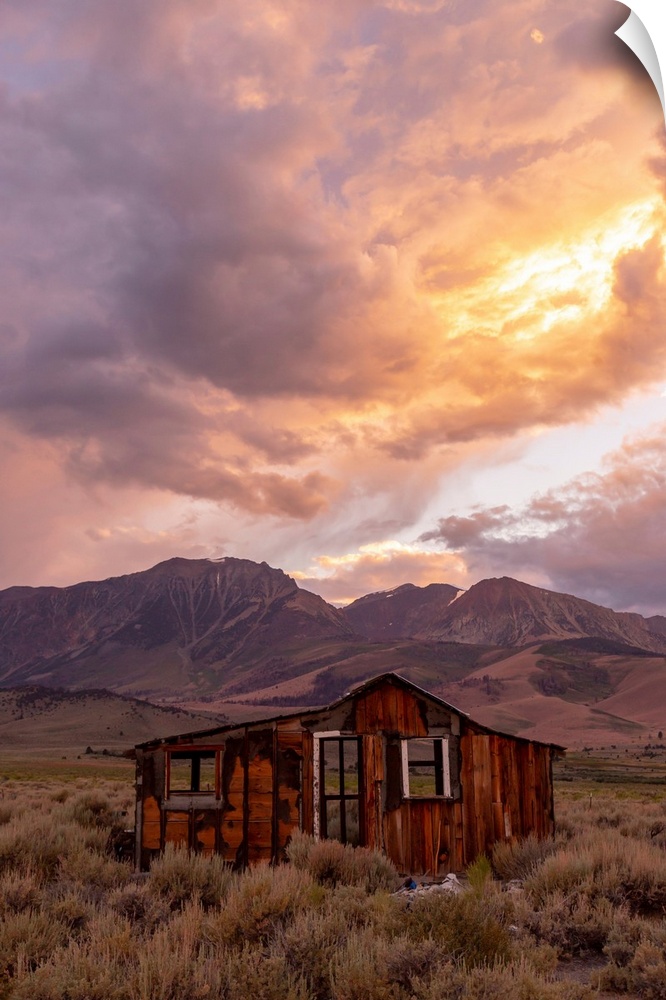 Mammoth And Ancient Bristlecone