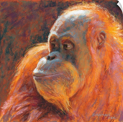 O Is For Orangutan