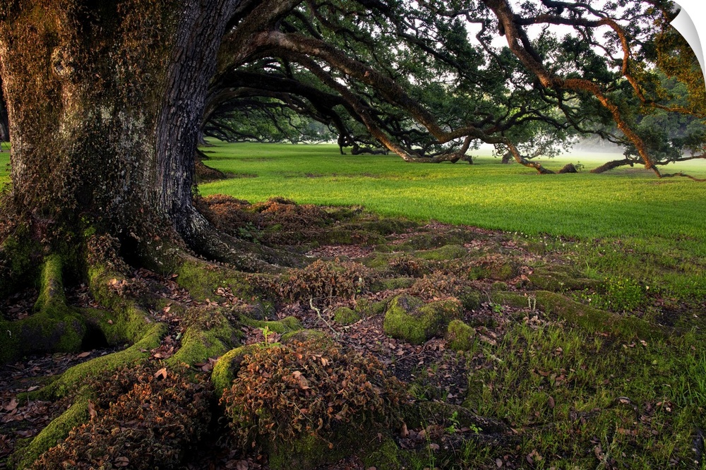 The live oak trees of Louisiana's Oak Alley Plantation form a tunnel along the outside of the iconic alley wiith sweeping ...