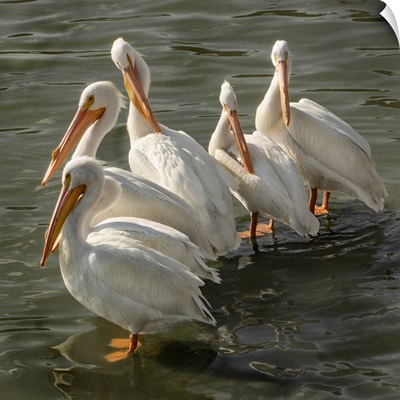 Pelican Poise