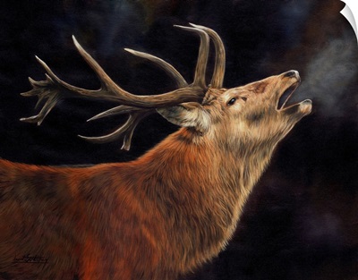 Red Deer Stag Winter Breath