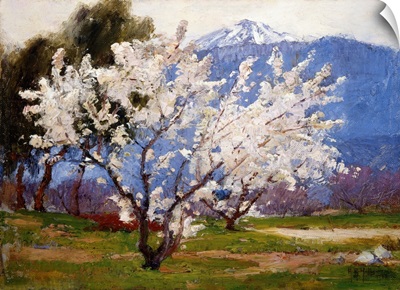Almond Blossoms Near Banning