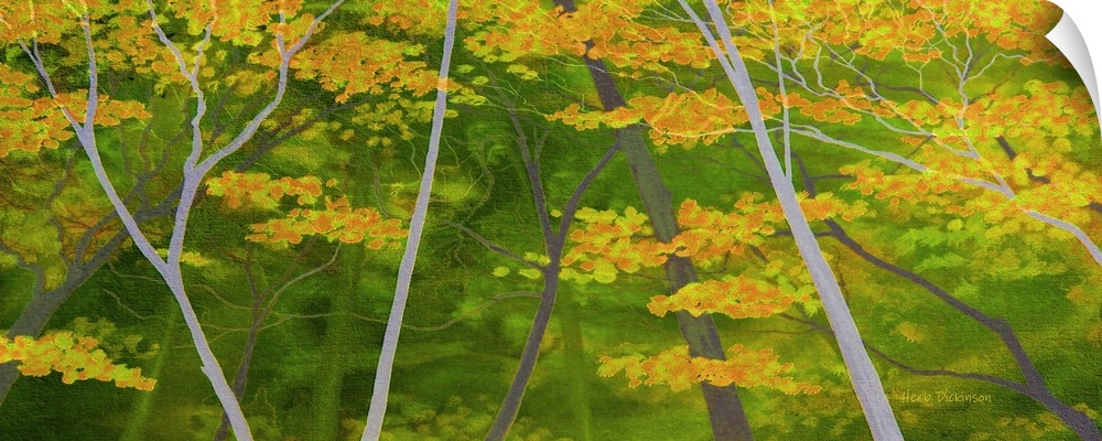 Representational of the beautiful Appalachian mountain range forest in Autumn.